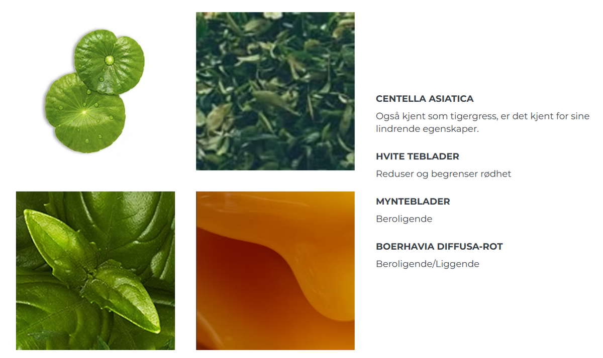 Centella Asiatica, hvite teblader, mynteblader og boerhavia diffusa-rot