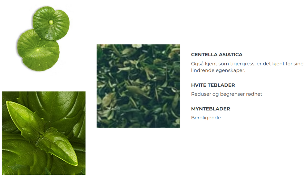 Centella Asiatica, hvite teblader og mynteblader