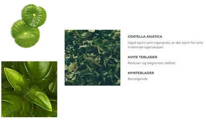 Centella Asiatica, hvite teblader og mynteblader